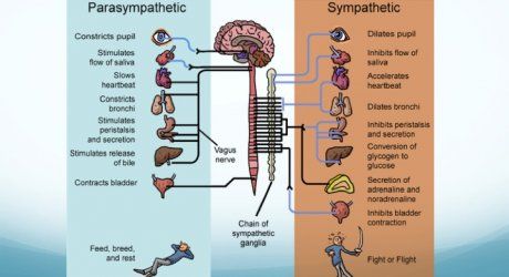 Rest And Digest, Paramedic School, The Vagus Nerve, Relaxation Response, Diaphragmatic Breathing, Increase Heart Rate, Parasympathetic Nervous System, Autonomic Nervous System, Vagus Nerve