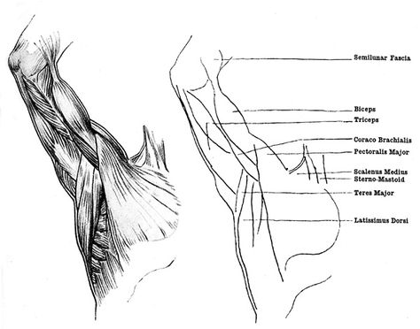 Armpit Drawing Reference, Armpit Muscles, Armpit Anatomy, Armpit Reference, Torso References, Anatomy Arms, Muscles Drawing, Muscle Names, Human Anatomy Picture