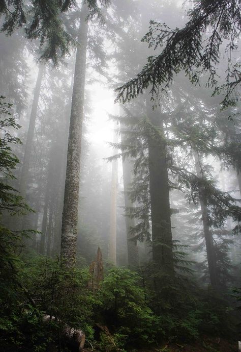 Misty trees Forest Washington, Misty Trees, Types Of Insects, Plant Zones, Forest City, Nature Conservation, Evergreen Trees, The Mist, Deciduous Trees