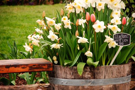 Overwintering Container Bulbs: How To Store Flower Bulbs In Pots Bulb Lasagna, Mistletoe Plant, Bulb Planting, Summer Bulbs, Growing Bulbs, Making Plant Pots, Overwintering, Tulip Bulbs, Garden Bulbs