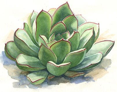 Botanical Illustration Succulents Illustration, Succulents Drawing, Succulent Painting, Watercolor Succulents, Succulent Art, Illustration Botanique, Drawing Wallpaper, Watercolor Plants, Cactus Art