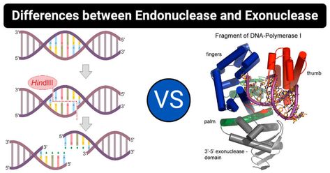 Image Source: Helixitta and Christopherrussell. Endonuclease Definition An endonuclease is a group of enzymes that cleave the phosphodiester bond present within a polynucleotide chain. Endonucleases are capable of breaking the bond from the middle of a chain. These enzymes are either specific or non-specific to the sequences being cleaved. The endonucleases that are specific to ... Read more 11 differences between Endonuclease and Exonuclease The post 11 differences between Endonuclease and Exon Phosphodiester Bond, Nucleus Diagram, Biomolecules Class 11, Dna Ligase, Euglena Diagram, Caudate Nucleus, Microbiology Notes, Nucleotide Structure, Rna Polymerase