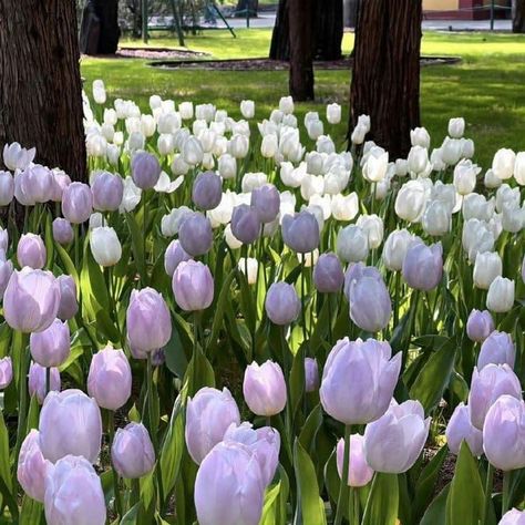 Purple Tulips Aesthetic, White And Purple Tulips, Vintage Flowers Wallpaper, Nothing But Flowers, Purple Tulips, Wallpaper Nature Flowers, Flower Therapy, Lukisan Cat Air, Beautiful Bouquet Of Flowers