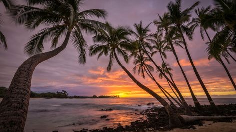 Webshots, the best in Wallpaper, Desktop Backgrounds, and Screen Savers since 1995. Hawaii Computer Wallpaper, Backyard Mural, Maui Tours, Nifty 50, Sunsets Hawaii, Hawaiian Sunset, Sunset Background, Coconut Palm, Beach Background