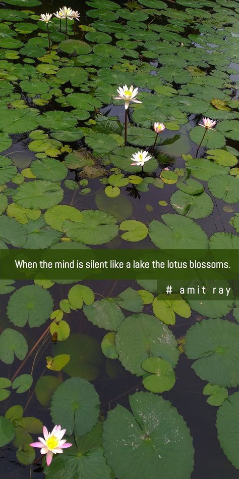 Blossom quote About For Whatsapp, Plant Captions, Garden Snap, Blossom Quotes, Nature Quotes Beautiful, Nature Photography Quotes, Express Emotions, The Language Of Flowers, Selfie Quotes