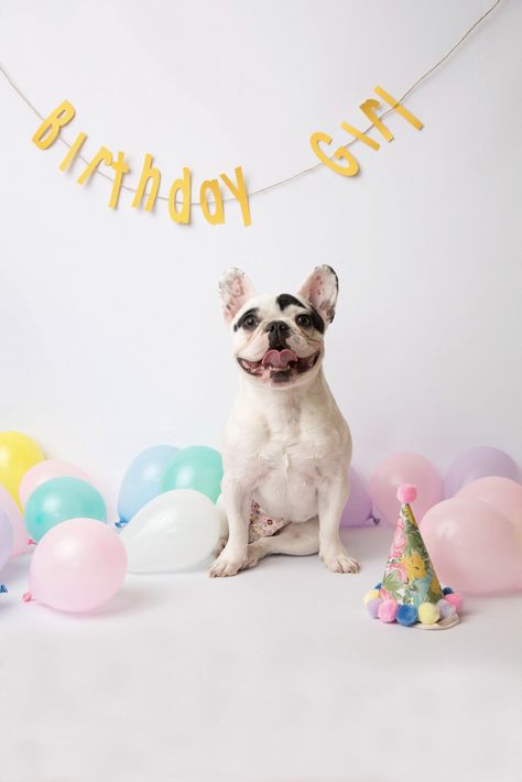 Fiona's 1st Birthday. Dog Birthday photoshoot with Holly D. Photography Dog Birthday Photoshoot, Dog Birthday Pictures, Dog First Birthday, Adventure Dog, Happy Birthday Dog, Puppy Birthday Parties, Dog Birthday Cake, Dog Photoshoot, Puppy Birthday