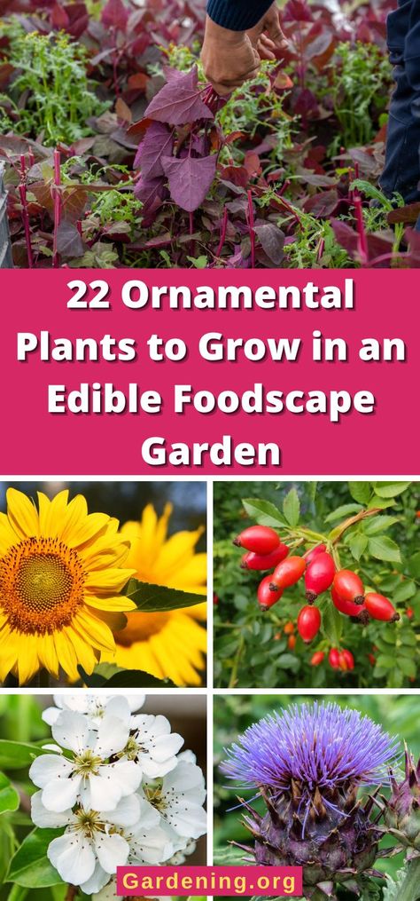 22 Ornamental Plants to Grow in an Edible Foodscape Garden Front Yard Edible Landscaping, Perrenial Cut Garden, Edible Landscaping Zone 8, Perennial Edible Plants, Edible Perennials, Apocalypse Prep, Ornamental Garden, Edible Landscape, Plants Under Trees