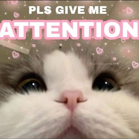 I Need Attention Cute, I Want Attention Wholesome, Text Me Back Cat, Give Me Attention Cute, Need Attention Meme Funny, I Want Attention Reaction Pic, I Need Attention Reaction Pic, Attention Please Meme, Cute Cat Messages