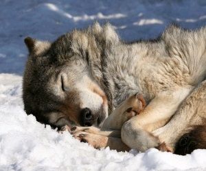 Tomorrow is #WolfWednesday So I need to act like this sleeping wolf now. Good night. Wolf Sleeping, Sleeping Wolf, Wolf Poses, Wild Wolf, Steelers Fan, Beautiful Wolves, Wolf Spirit, Snow Dogs, Wolf Howling