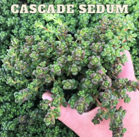 Top 10 Sedums Planted as Ground Cover - Ken Lain - Prescott eNews Sedum Ground Cover, Woodland Landscape, Succulent Leaves, Small Yellow Flowers, Sun Yellow, Fast Growing Plants, Small Planter, Drought Tolerant Plants, New Garden