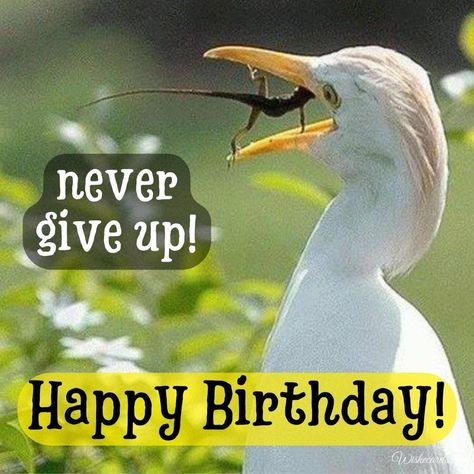 Happy 39th Birthday Funny, Cards With Birds, Happy 39th Birthday, Happy 68th Birthday, Happy 39 Birthday, 68 Birthday, Happy 29th Birthday, Happy 18th Birthday, 39th Birthday