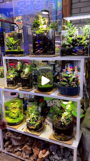 1.6M views · 220K likes | Garnelio on Instagram: "Flower & Bird Markt in Shanghai

#aquarium #fishtank #pond #koi #aquascape" Rice Fish Pond, Pond Koi, Aquascape Aquarium, Flower Bird, Fish Pond, Fish Tank, Shanghai, Koi, Rice