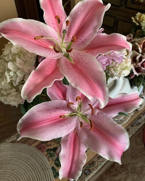 🌺 Flowers Represent, Types Of Lilies, Pink Lilies, Lilly Flower, Latin Word, Boquette Flowers, Flower Guide, Nothing But Flowers, Flower Therapy