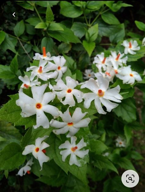 Parijat Flower Photography, Parijat Flower, Soulmates Art, Sky Scenery, Jungle Flowers, Jasmine Plant, Ias Officers, Nature Photography Flowers, Flower Drawing Tutorials