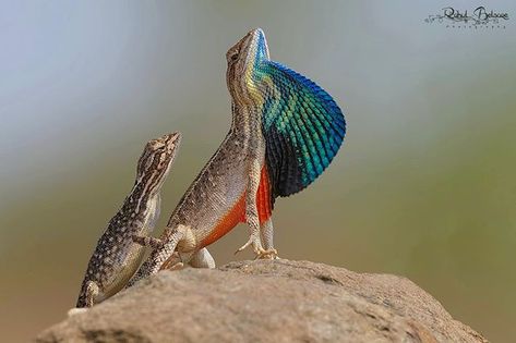 Fan Throated Lizard [Sitana ponticeriana] (photo by Rahul Belsare) #animals #nature #photography Fan Throated Lizard, Images Of Animals, Painting References, Amazing Animal Pictures, List Of Animals, Rare Animals, Reptiles And Amphibians, Animal Companions, Book Projects