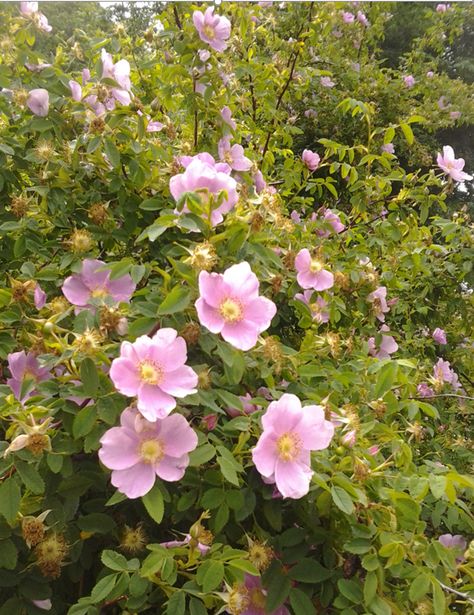 Nootka Rose, Rosa nutkana | Native Plants PNW Pnw Flowers, Tattoo Ideas Hip, Nootka Rose, Garden Hillside, Balcony Vibes, Pnw Plants, Plant Mural, Oregon Native Plants, Garden Spells