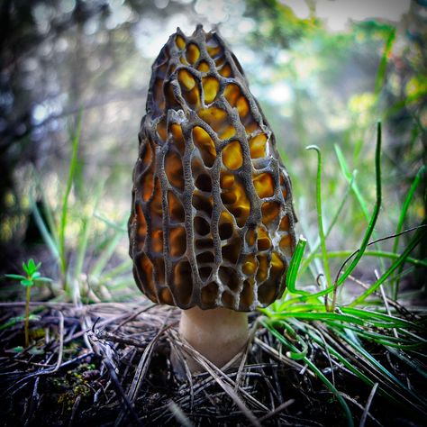 Black Morel Mushroom Growing At Home, Edible Fungi, Poisonous Mushrooms, Mushroom Growing, Morel Mushroom, Ecology, Seeds, Stuffed Mushrooms, Purple