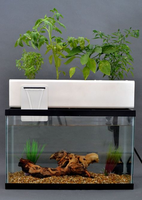 Aquarium en aquaponie, projet Blue Green Box Aquaponic Design, Indoor Aquaponics, Aquaponics Kit, Aquaponics Greenhouse, Backyard Aquaponics, Aquaponics Fish, Aquaponics Diy, Aquaponic Gardening, Aquaponics System