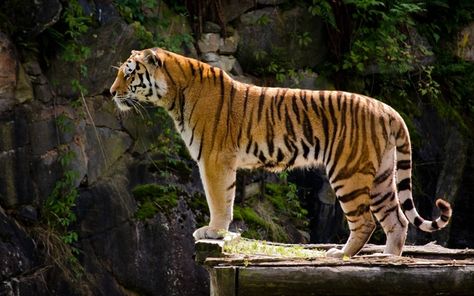 A tiger standing on a cliff x #animal #tiger #standing #cliff #photography Tiger Fotografie, Tiger Profile, Tiger Photography, Save The Tiger, Tiger Drawing, Tiger Wallpaper, Cat Species, Tiger Pictures, Cat Reference