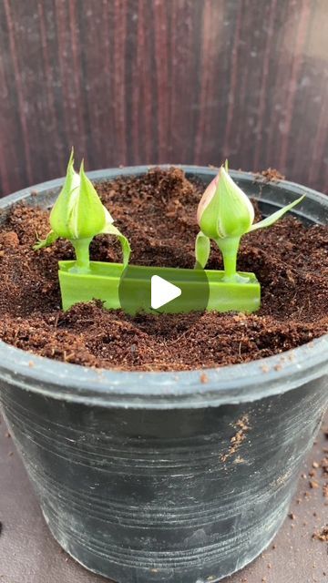 Muhammad Shehbaz on Instagram: "How to grow rose with aloe vera #garden #plants #viral #viralvideos #reel #romantic #love #gym #girl #plants #fruit #rose" Aloe Vera Garden, Soothing Images, Nutrition Articles, Aloe Vera Plant, Gym Girl, Little Garden, Best Diets, Romantic Love, Nutrition Recipes