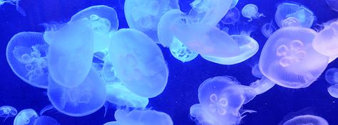 Jellyfish of Aquarium,  Tokyo Japan, facebook timeline cover photo Jellyfish Cover Photo, Jellyfish Twt Header, Aquarium Header Twitter, Aquarium Aesthetic Banner, Jellyfish Aesthetic Banner, Jellyfish Discord Banner, Jellyfish Twitter Header, Jellyfish Header, Jellyfish Banner