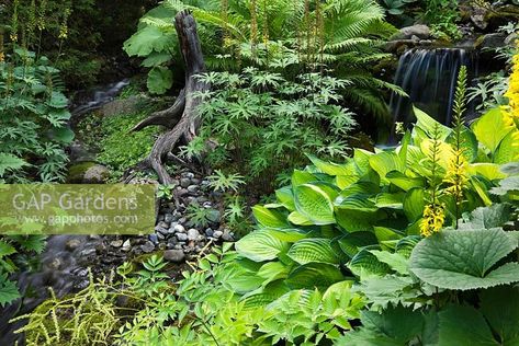 Stream and waterfall with Astilboides tabularis, Ligularia przewalskii, Matteuccia struthiopteris, Hosta 'Montana' plants in private backyard garden in summer Private Backyard, Plant Photography, Front Garden, Backyard Garden, In Summer, Garden Plants, Gap, Herbs, Stock Photos