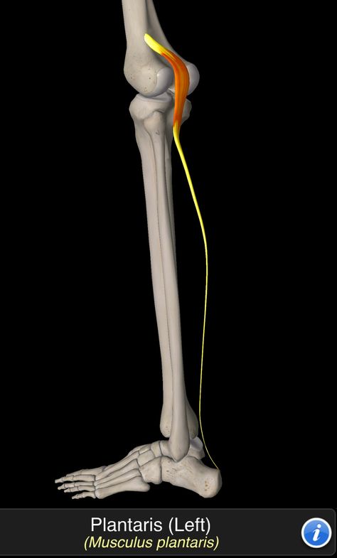 Musculus Plantaris Human Muscle Anatomy, Human Body Anatomy, Muscle Anatomy, Abs And Cardio Workout, Body Anatomy, Body Systems, Foot Pain, Human Anatomy, Cardio Workout