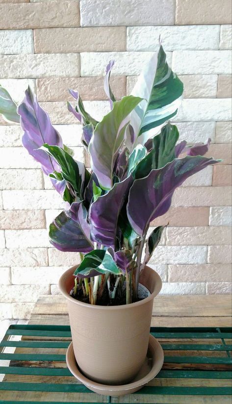 Calathea White Fusion, Burgundy Christmas Decor, Bad Case Of Stripes, Exterior Houses, Plant Goals, Plants Are Friends, Garden Decor Ideas, Inside Plants, Growing Plants Indoors