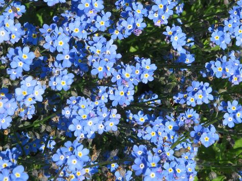 Myosotis Sylvatica | Myosotis sylvatica - Wood Forget-Me-Not, Garden Forget-Me-Not | World ... Myosotis Sylvatica, Deer Resistant Perennials, Biennial Plants, Alpine Flowers, Ancient Greek Words, Plants Are Friends, Lawn Edging, Herbaceous Perennials, Flowering Plants