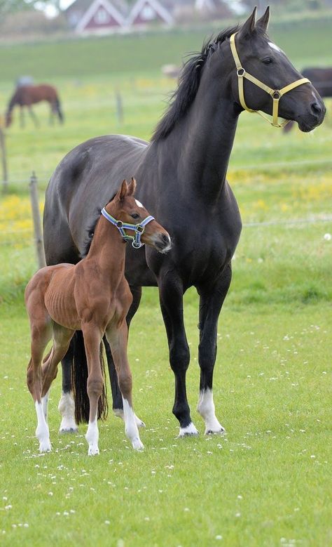 Cute mom and baby horse picture for your phone wallpaper. Phone Wallpaper Cute, Mother With Baby, Horse Background, Baby Horse, Cute Horse Pictures, Amazing Animal Pictures, Baby Mom, Wild Fire, Horse Wallpaper