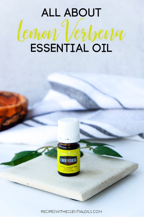 ALL ABOUT LEMON VERBENASEPTEMBER 12, 2020 UPDATED ON SEPTEMBER 12, 2020 BY DIANA M LEAVE A COMMENT THIS POST CONTAINS AFFILIATE LINKS.0SHARESMeet your new favorite essential oil…Lemon Verbena. Brand new to Young Living’s lineup, this essential oil can be used all over your home. Add it to your household cleaning routine, your beauty regimen, or use lemon verbena to freshen the air in your space. The scent of lemon verbena essential oil will stimulate your senses and brighten your day.Use Lemon Verbena Recipes, Lemon Verbena Essential Oil, Esential Oils, Diy Cleaning Products Recipes, Living Essentials Oils, Diffuser Recipes, Young Living Oils, Lemon Verbena, Cleaning Recipes