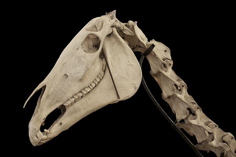 Horse head and neck Kelpie Horse, Skull References, Horse Bones, Horse Skeleton, Horse Skull, Horse's Neck, Horse Reference, Skull Reference, Horse Heads