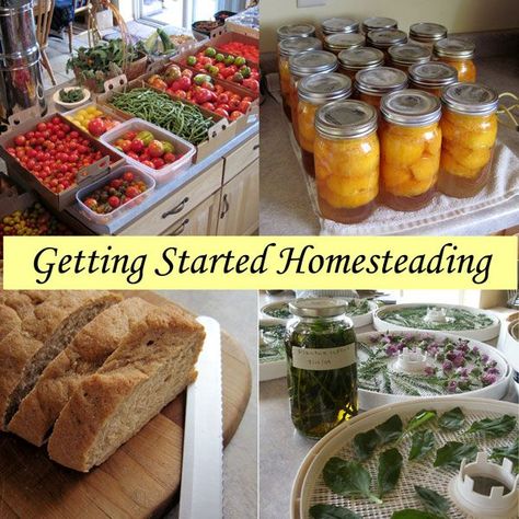 Living Off The Grid, Homesteading Skills, Urban Homesteading, Living Off The Land, Homestead Survival, Organic Garden, S'mores, Organic Gardening Tips, Organic Vegetables