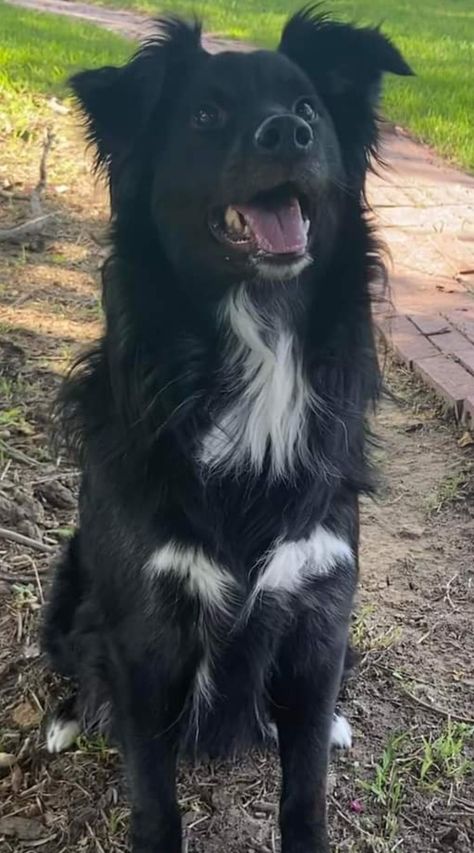 Australian Shepard Mix, Black Australian Shepherd, Black Lab Mix, Dream Pet, Border Collies, Black Lab, Dogs Of The World, Australian Shepherd, Cutie Patootie