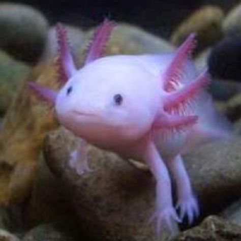 Amazing pink - amphibian? 4-legged fish? Somebody help me :-) Cute Endangered Animals, Weird Sea Creatures, Creature Marine, Fauna Marina, Bawah Air, Extinct Animals, Unusual Animals, Rare Animals, Endangered Animals