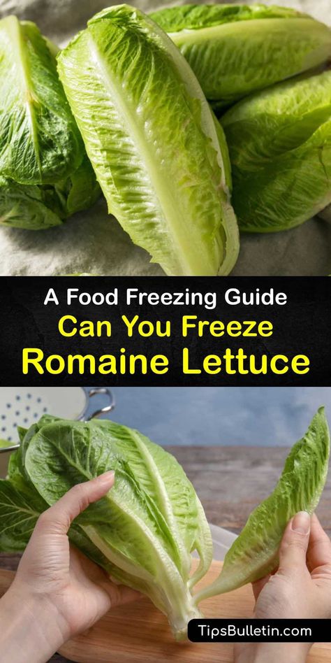 Learn how to freeze romaine lettuce to prevent food waste. Veggies only last so long at room temperature or in the fridge, and freezing lettuce is a way to extend their shelf life. However, frozen lettuce is best for use in smoothies and cooked dishes. #freeze #romaine #lettuce Romaine Lettuce Recipe, Types Of Lettuce, Lettuce Recipes, Preserving Foods, Head Of Lettuce, Mango Chunks, Healthy Green Smoothies, Lettuce Leaves, Green Smoothies