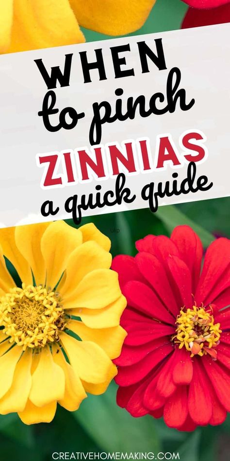 Maximize your zinnia garden with our guide on when to pinch for beautiful, bushy plants. Zinnia Garden Beds, Pinching Zinnias, When To Plant Zinnias, Zinnias Garden Ideas, Ranch Home Landscaping, Bushy Plants, Seed Growing, Landscape Ideas Front Yard Curb Appeal, Zinnia Garden