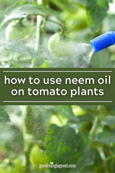 How to Use Neem Oil on Tomato Plants | Gardening is Great Zucchini Plants, Foliar Spray, Natural Pesticides, Shade Garden Plants, Spider Mites, Garden Veggies, Neem Oil, Organic Fruit, Growing Tomatoes