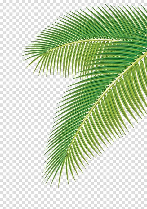 Lime Cocktails, Palm Tree Images, Palm Background, Palm Tree Background, Palm Tree Png, Green Leaf Background, Autumn Leaf Color, Photoshop Backgrounds Backdrops, Lime Margarita