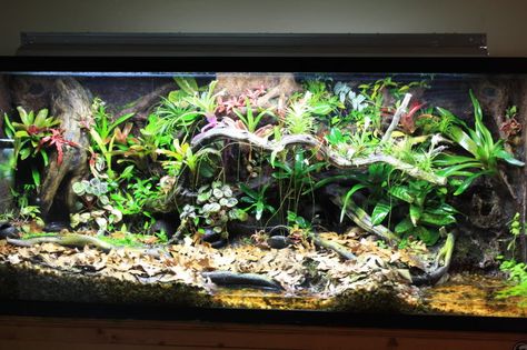 Crocodile Skink Enclosure, Small Vivarium, Tree Frog Enclosure, Skink Enclosure, Homemade Aquarium, Frog Enclosure, Red Eyed Crocodile Skink, Frog Vivarium, Crocodile Skink