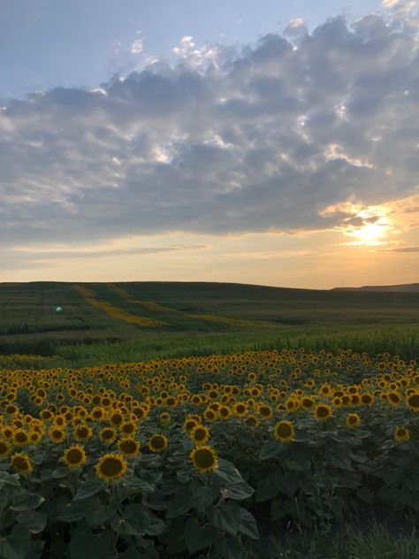 Sunflower Meadow, Green Landscapes, Sunflower Field, Sunflower Fields, Green Landscape, Nature Backgrounds, Nature Girl, Flower Field, Pretty Places