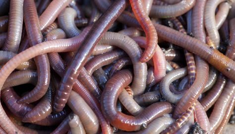 How Many Hearts Does an Earthworm Have? | Sciencing The Babadook, Plant Activities, Worm Composting, Worm Farm, Cool Bugs, Chicken Garden, Uses For Coffee Grounds, Earthworms, Creepy Crawlies