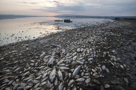 #319. 20191115. Peces muertos yacen a orillas del lago Koroneia en el norte de Grecia. La bajada del nivel del agua y la falta de oxígeno en ella están conduciendo a la mortalidad masiva de los animales que viven en el lago. GIANNIS PAPANIKOS AP Dead Fish, Santa Fe, The Year, Lake, Fish, Japan, Water