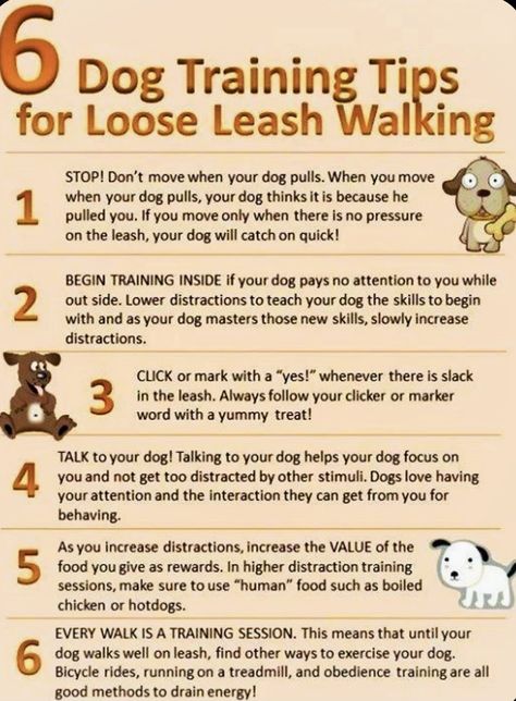 Lou Dog, Loose Leash Walking, Background Grey, Positive Dog Training, Leash Training, Dog Ideas, Train Your Dog, Dog Care Tips, Training Your Puppy