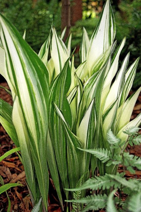 Aspidistra Elatior, Big Leaf Plants, Dry Shade Plants, Yard Plants, Foliage Leaves, Cast Iron Plant, Iron Plant, Moon Garden, White Gardens