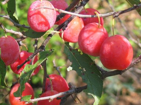 Wild Sand Plum Jelly - Heritage Recipes Sand Plum Jelly Recipe, Wild Plum Jelly Recipe, Bumbleberry Pie, Plum Butter, Plum Preserves, Plum Jam Recipes, Heritage Recipes, Delicious Food Recipes, Plum Pie