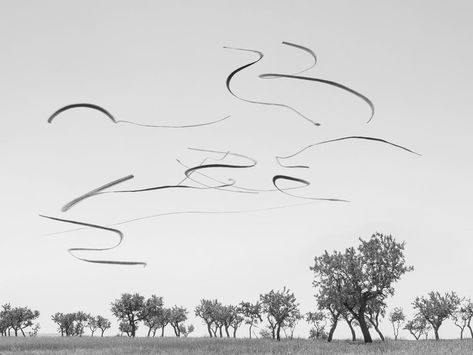 Photographer Xavi Bou is known for his powerful abstract photos of migratory birds, collectively called Ornithographies. Flight Patterns, Bird Migration, Migratory Birds, Different Birds, Flock Of Birds, Mythical Beast, The Wing, Abstract Photos, Colorful Landscape