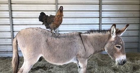 Rescued Chicken Loves Standing On All Her Friends Pet Humor, Goats, Funny Animals, Cute Animals, Birds, Horses, Chicken, Humor, Pet