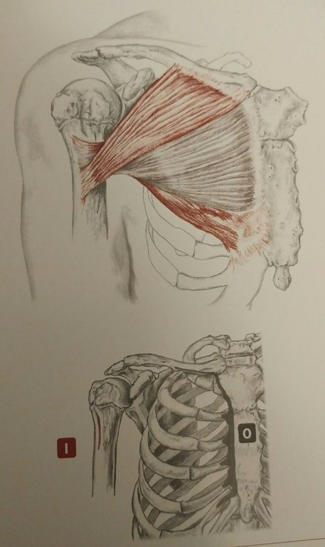 Pectoral Muscles Anatomy, Obliques Anatomy Drawing, Pectoralis Major Anatomy, Pelvis Muscles Anatomy, Posterior Muscles Anatomy, Animated Anatomy, Human Skeleton Anatomy, Man Anatomy, Skeleton Drawings