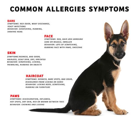 How To Manage Allergic Dermatitis In Dogs: Tips For Keeping Your Dog Comfortable | Kingsdale Animal Hospital Dogs Tips, Allergy Testing, Dog Allergies, Bacterial Infection, Blood Test, Itchy Skin, Signs And Symptoms, Animal Hospital, Food Allergies